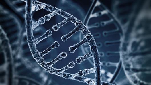 A DNA strand in the process of replication