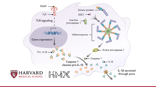 Image of signalling cascade that leads to the creation of IL-1beta